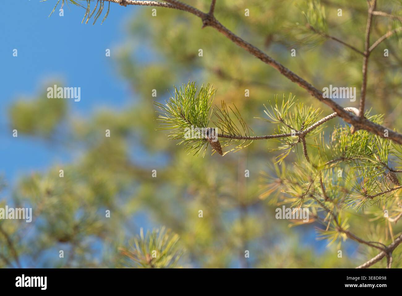 Koniferenzkoniferenkonus in weichem Bokeh, ideal für Landschaftsfotografen und Öko-Branding mit feinen Nadeldetails mit warmem Sommerglühen und luftiger Komposition Stockfoto