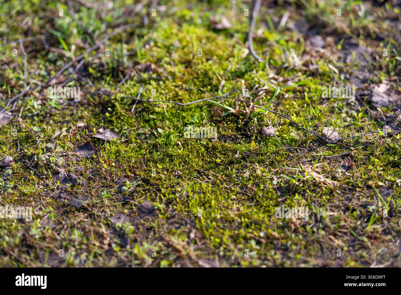 Moosteppich auf dem Boden, lebhafte grüne Texturen, spärliche Grasklingen, winzige Kieselsteine, feuchte Erde, natürliches Makromuster, weiches diffuses Licht, Waldfläche Stockfoto