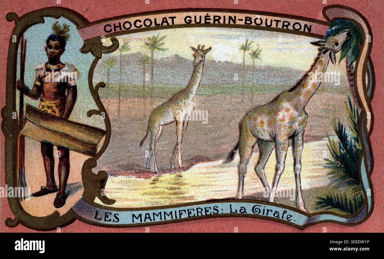 Säugetiere: Die Giraffe - Chromolithographie, Guerin Boutron Schokoladenwerbung Stockfoto