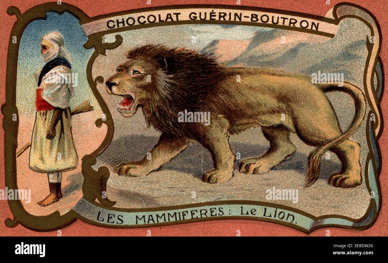 Säugetiere: Der Löwe - Chromolithographie Werbung Guerin Boutron Schokolade Stockfoto