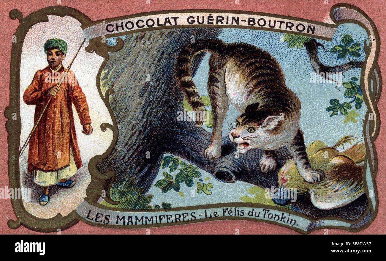 Säugetiere: Die Tonkin-Katze - Chromolithographie, Guerin Boutron Schokoladenwerbung Stockfoto
