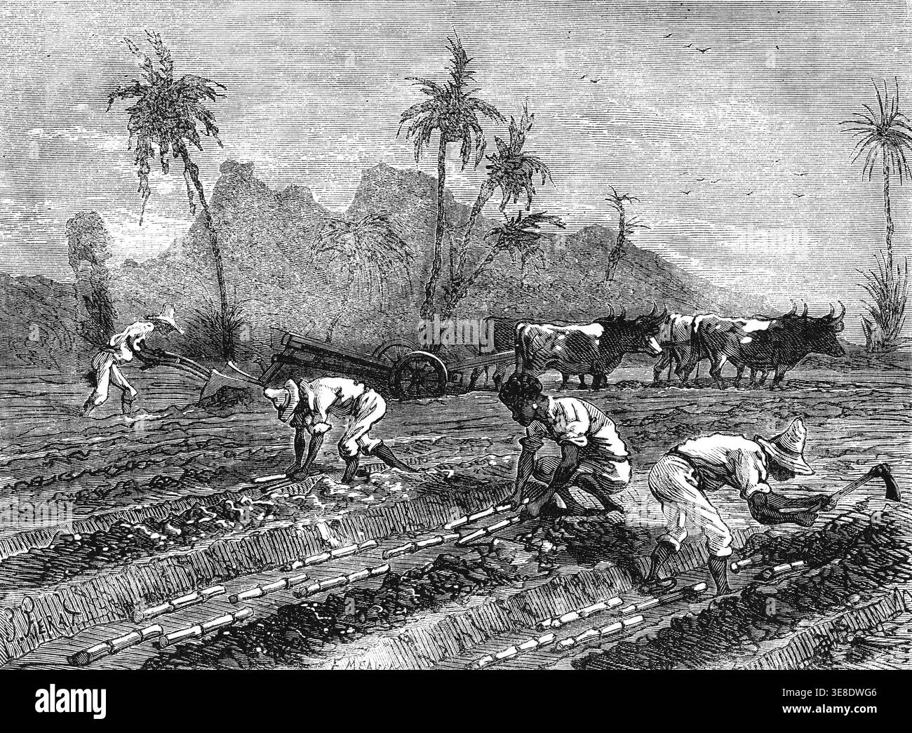 Zuckerrohrplantage in Havanna, Kuba. Gravur, 1867 Stockfoto