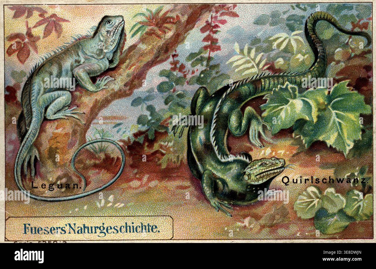Leguane (Iguana Leguana und Cyclura coli) - Chromolithographie aus Fuesers Naturgeschichte (Werbung für deutschen Fuesers Kaffee, 1858-1935) Stockfoto