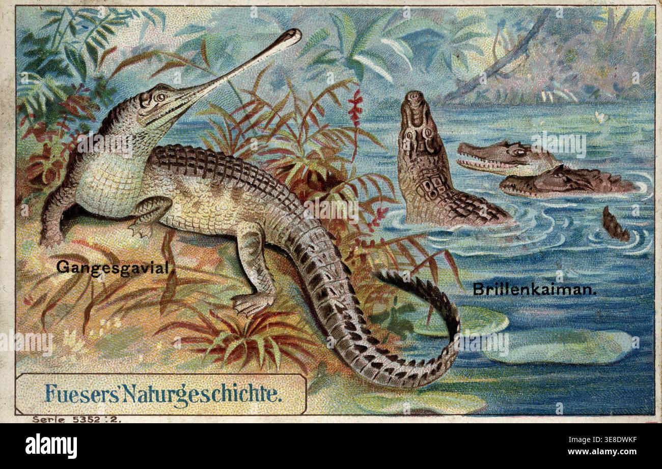 Ganges gavial (Gavialis gangeticus) und yacare caiman (Caiman yacare) - Fuesers Naturgeschichte Chromolithograph (Werbung für deutsche Fuesers cof Stockfoto