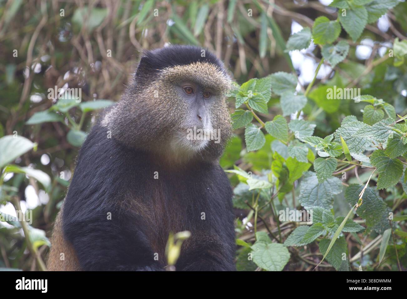 Goldener Affe, der zwischen grünem Laub sitzt und nachdenklich aussieht, in seinem natürlichen Lebensraum. Stockfoto