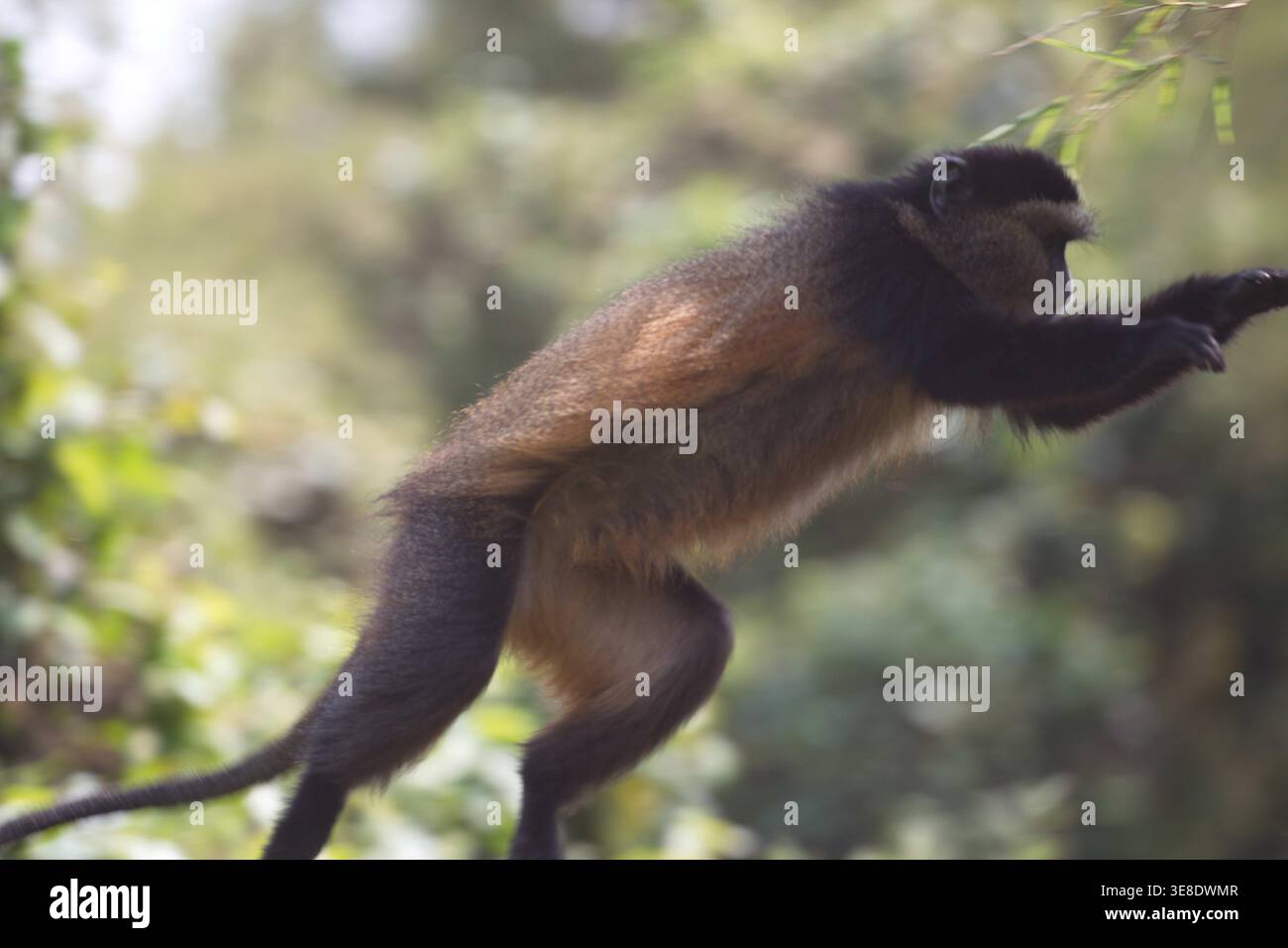 Goldener Affe, der nach Bambusblättern greift, während er von Baumzweigen in seinem natürlichen Lebensraum springt. Stockfoto