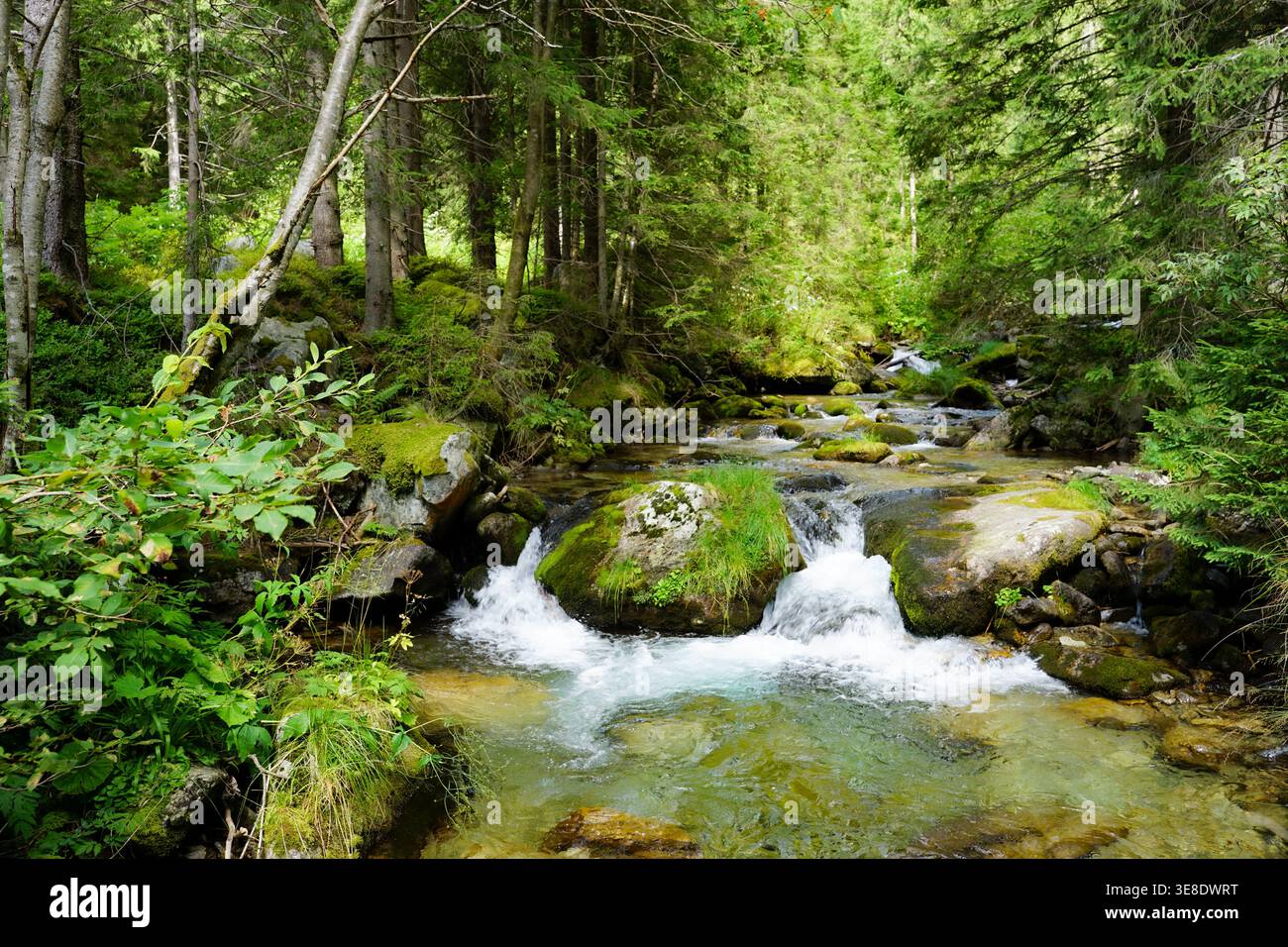 Ein kristallklarer Bach fließt über moosbedeckte Felsen in einem Wald, der von hohen Bäumen umgeben ist. Stockfoto