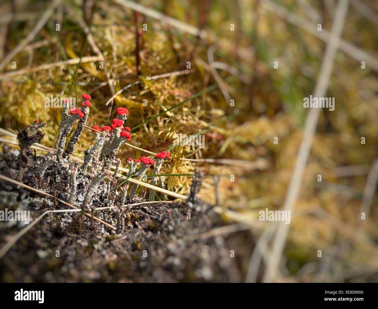Cladonia Sp. Flechten, möglicherweise Cladonia cristatella, wächst auf einem feuchten Moor in Mid Wales, Großbritannien Stockfoto