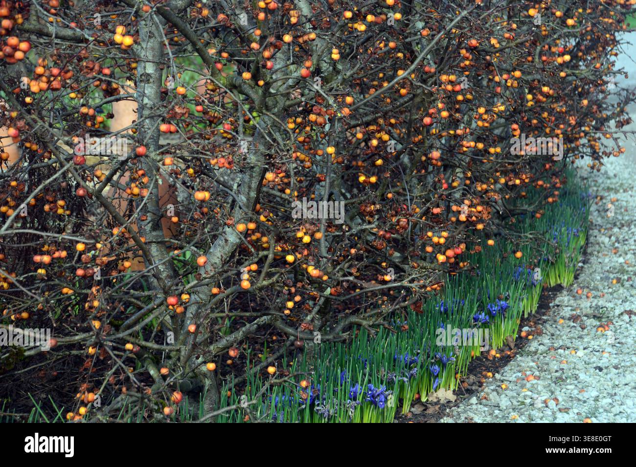 Eine Hecke von Malus „Evereste“ (Krabbenapfel) Bäumen und „Blauen Iris“, die im RHS Garden Harlow Carr, Harrogate, Yorkshire, England, Großbritannien angebaut werden Stockfoto