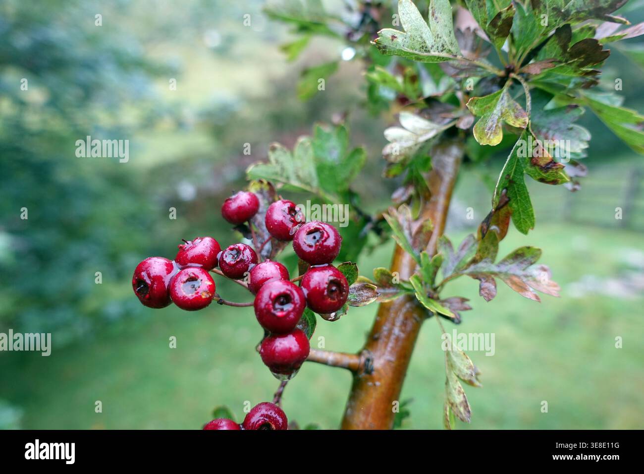 Dunkelrote Wet Hawthorn Beries (Haws) auf einem Hawthorn (Crataegus) Baum in der Nähe von Kettlewell in Wharfedale im Yorkshire Dales National Park, England, Großbritannien. Stockfoto