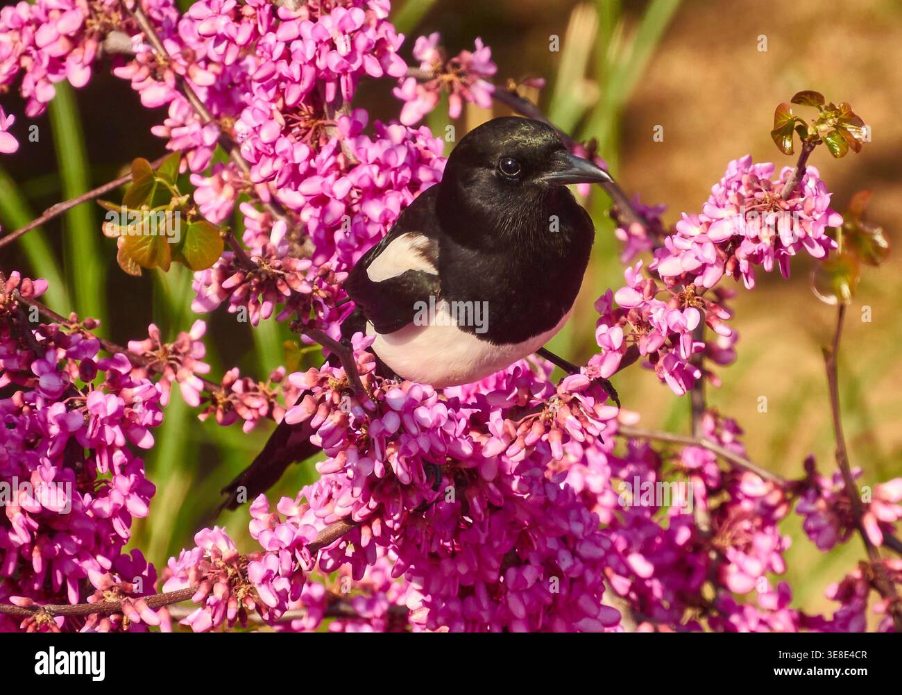 Magpie thront auf rosa Frühlingsblüten im sonnigen Garten mit leuchtenden Blumen Stockfoto