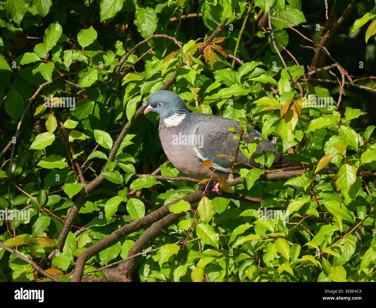 Holztaube Zwischen Grünen Blättern Im Sonnendurchfluteten Hedge Close-Up Wildlife Portrait Stockfoto