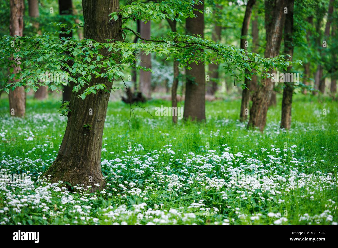 Buche umgeben von üppig grüner Bodendecke mit blühendem wildem Knoblauch im Frühling Laubwald Stockfoto