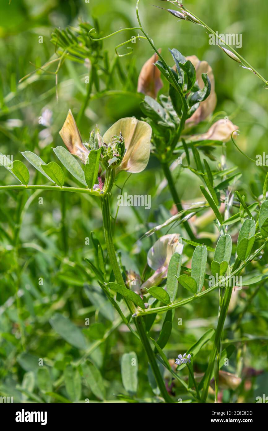 Die feinblättrige Wicke zeigt ihre subtilen Blüten, die mit satten grünen Blättern verwoben sind, auf einer blühenden Wiese, die unter der warmen Frühlingssonne leuchtet. Stockfoto