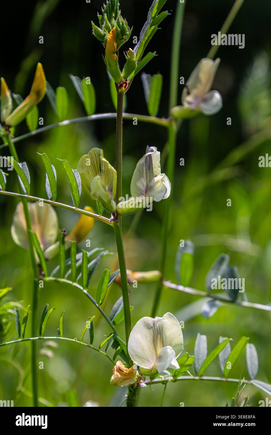 Die feinblättrige Wicke zeigt zarte weiße und gelbe Blüten inmitten satter grüner Blätter und Gräser, die im späten Frühjahr auf einer sonnendurchfluteten Wiese gedeihen. Stockfoto