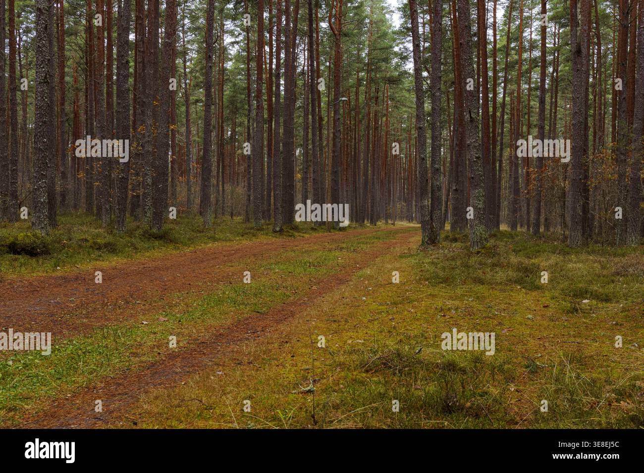 Pfad durch Kiefernwälder Paralepa mit herbstlichen Farben und sanftem natürlichem Licht in Haapsalu, Estland Stockfoto