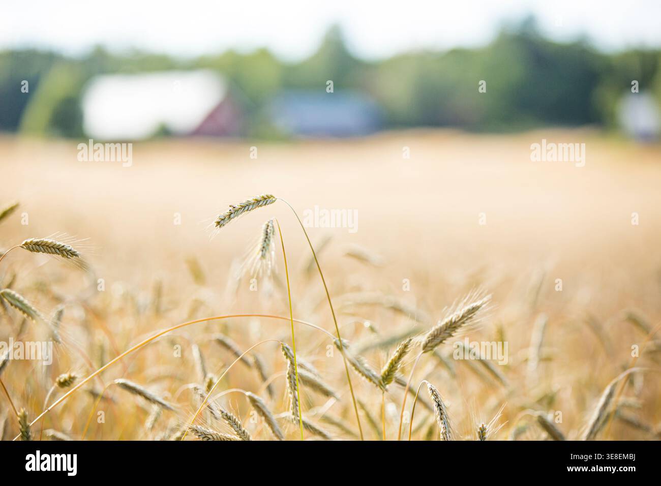 Nahaufnahme reifer Weizenohren auf dem Feld mit verschwommenem Hintergrund des Bauernhofes, Bio-Getreideernte, Landwirtschaft Landschaft, ländliche Landschaft, Sonnenlicht. Stockfoto