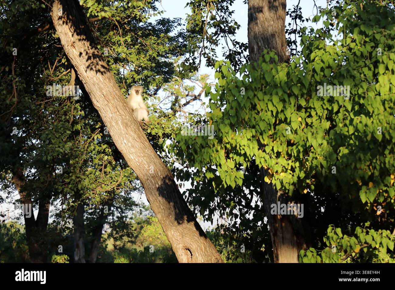 Grüne Meerkatze/Meerkatze/Cercopithecus aethiops Stockfoto