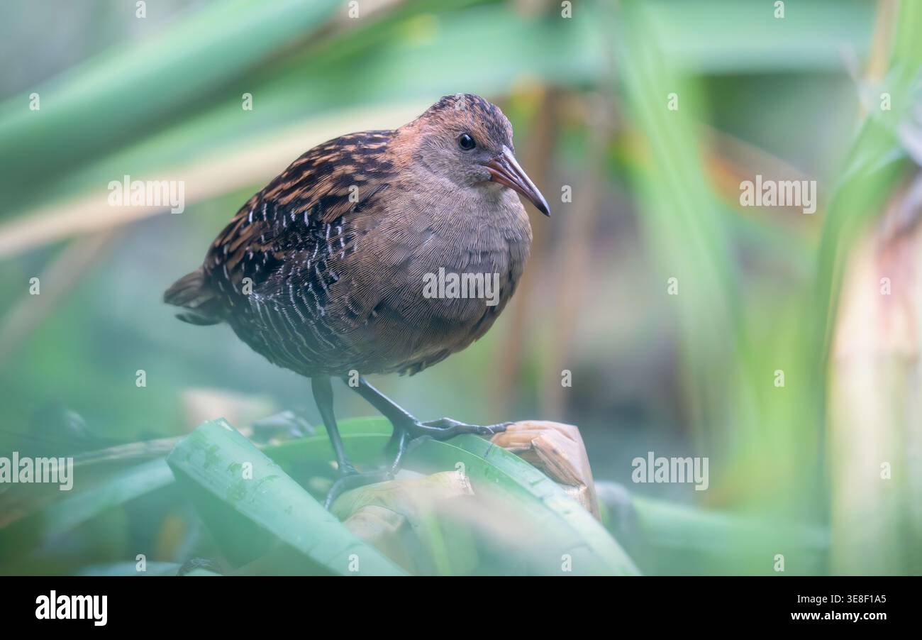 Nahaufnahme einer Lewin's Rail (Lewinia pectoralis), die zwischen dichter Feuchtvegetation steht, Victoria, Australien Stockfoto