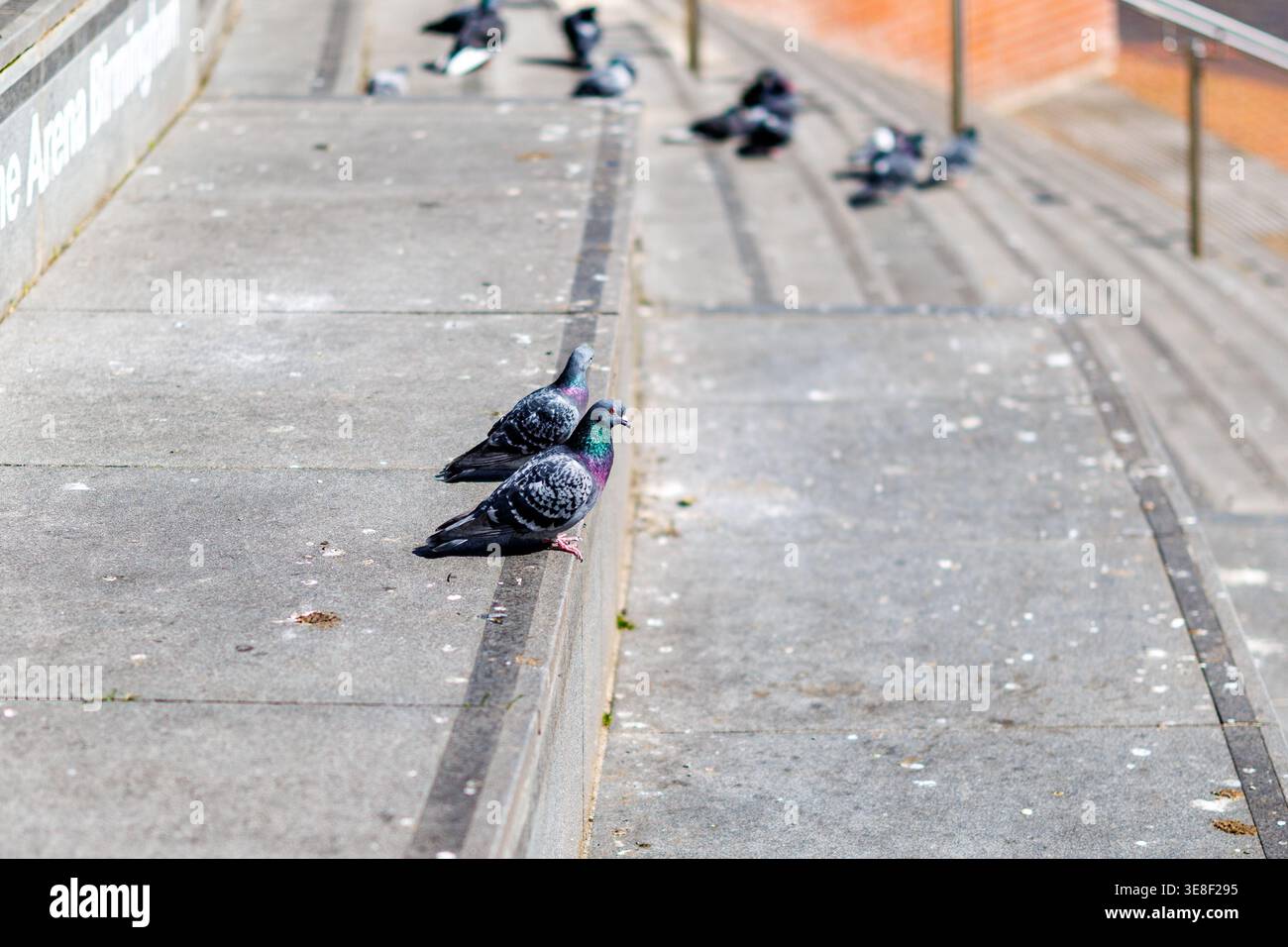Tauben ruhen auf Betontreppen im Stadtzentrum von Birmingham. Der gewöhnliche Stadtvogel ist ein vertrauter Anblick in den städtischen Gebieten und ist Teil des Alltags Stockfoto