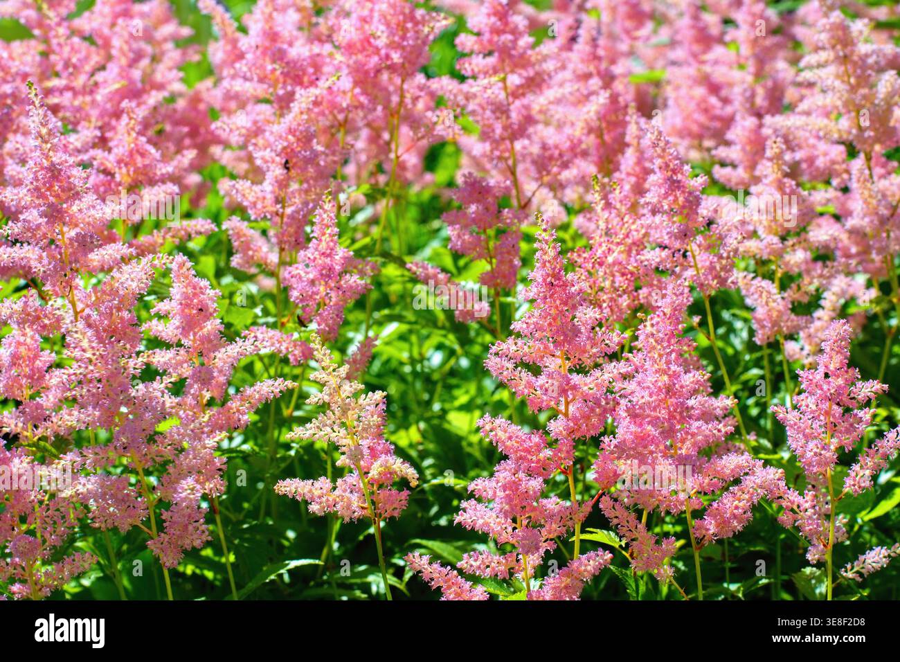 Rosafarbene Astilbe-Blumen blühen im Sommergarten Stockfoto