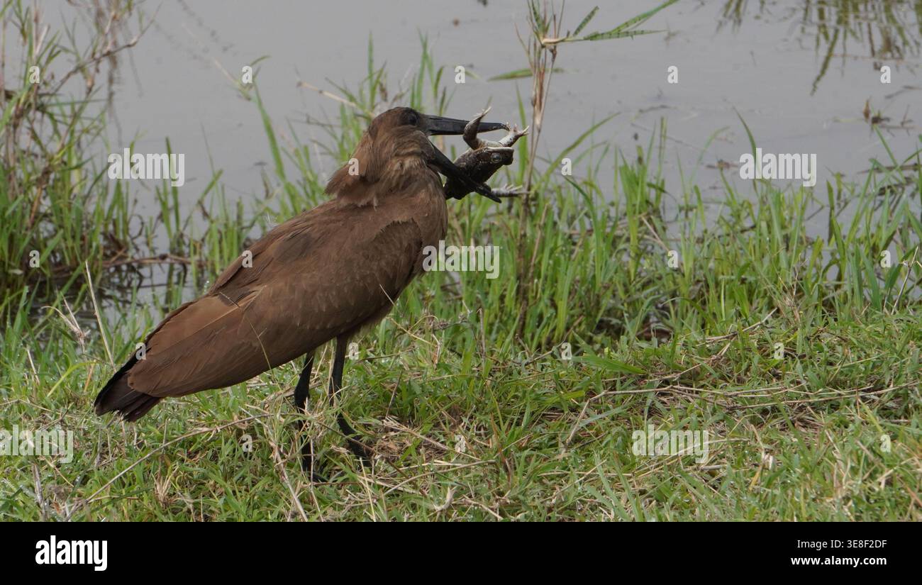 Ein Hammerkop-Vogel, der in einem grasbewachsenen Feuchtgebiet mit einem frisch gefangenen Frosch im Schnabel steht. Stockfoto