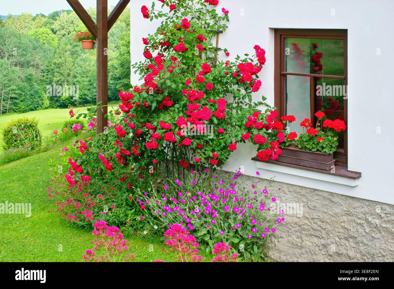 Gartenszene im Sommer. Hausfenster mit Geranienblumen und blühenden Rosen - Kletterer oder Wanderer Stockfoto
