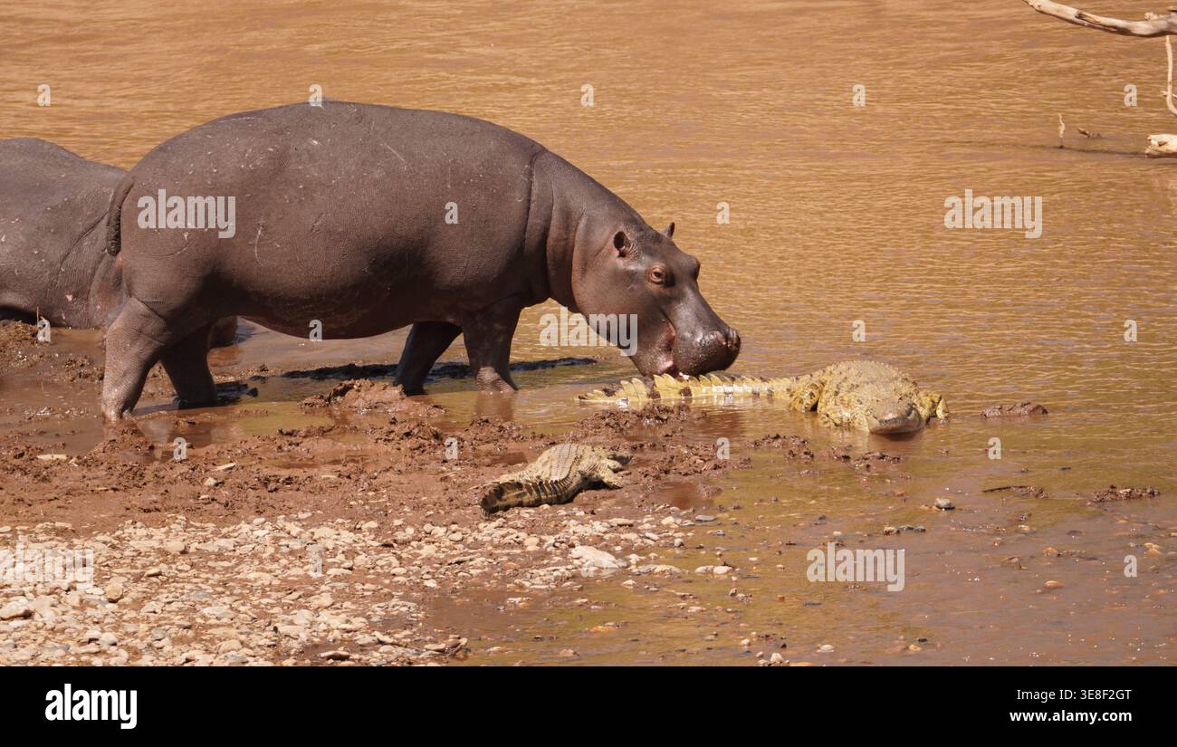 Ein Flusspferd, der ein Nil-Krokodil an einem schlammigen Ufer in der afrikanischen Savanne konfrontiert und verdrängt. Stockfoto