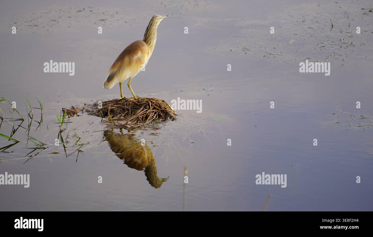 Ein Squakreiher, der auf einem kleinen Schilfhügel steht und im ruhigen Wasser eines Feuchtgebiets reflektiert. Stockfoto