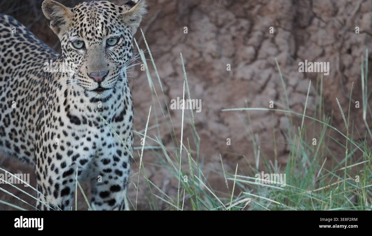Ein afrikanischer Leopard, der direkt in die Kamera blickt, während er in einem trockenen Flussbett in der Savanne steht. Stockfoto