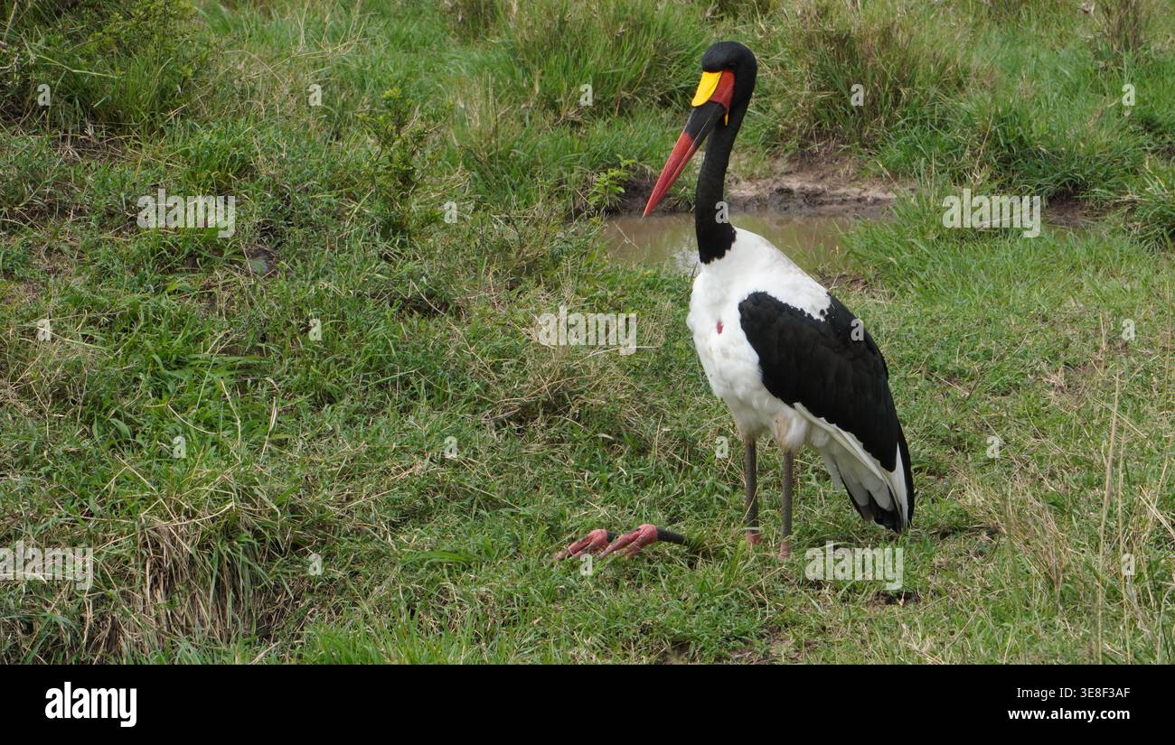 Ein Sattelschnabelstorch, der auf einer grasbewachsenen Feuchtwiese in der afrikanischen Savanne steht. Stockfoto
