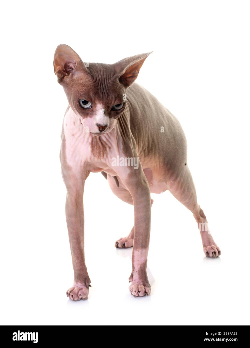 Sphynx Katze vor weißem Hintergrund Stockfoto