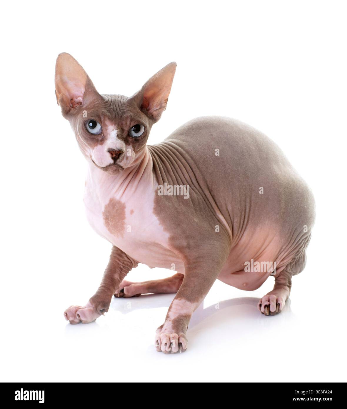 Sphynx Katze vor weißem Hintergrund Stockfoto
