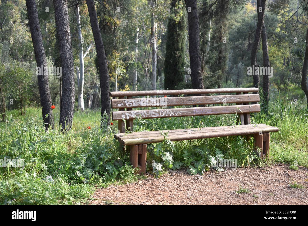 Holzbank im Wald mit grünen Bäumen im Hintergrund, friedliche Natur-Szene im Freien, Athen, Griechenland Stockfoto