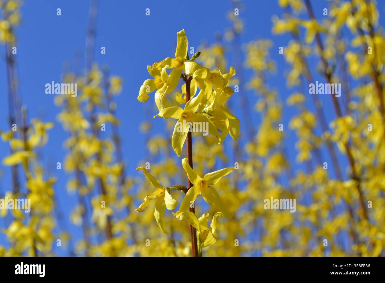 Blume Blüte im Frühjahr Stockfoto