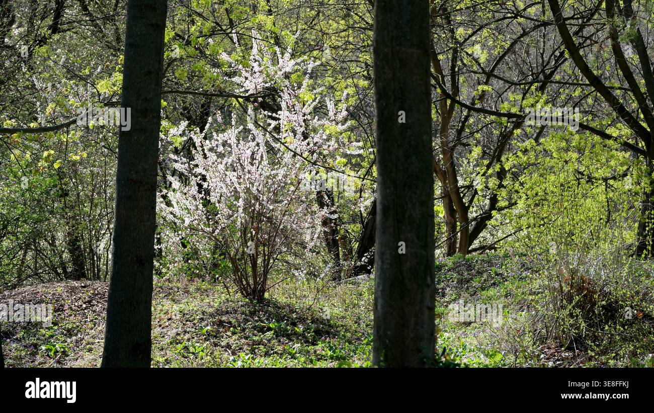 Zarte Blumen blühen zwischen üppigem Grün und schaffen eine friedliche Frühlingsszene. Stockfoto