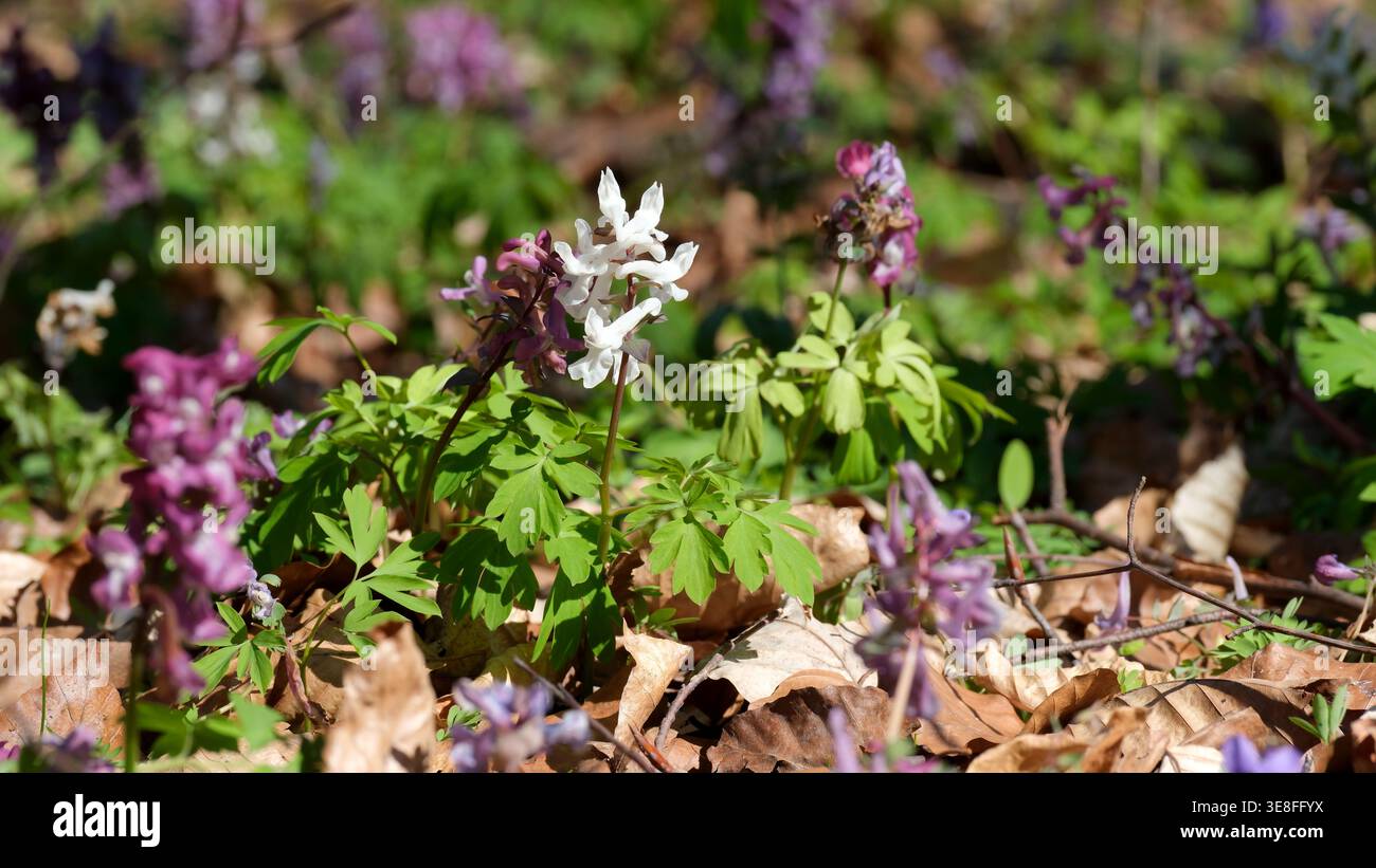 Leuchtende Wildblumen zeigen violette und weiße Farbtöne unter der hellen Frühlingssonne. Stockfoto
