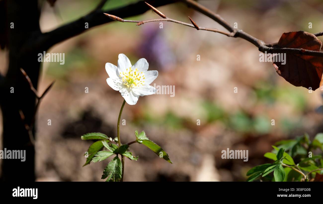 Eine zerbrechliche weiße Blume leuchtet hell, als sie unter Baumästen aus der Erde steigt. Stockfoto
