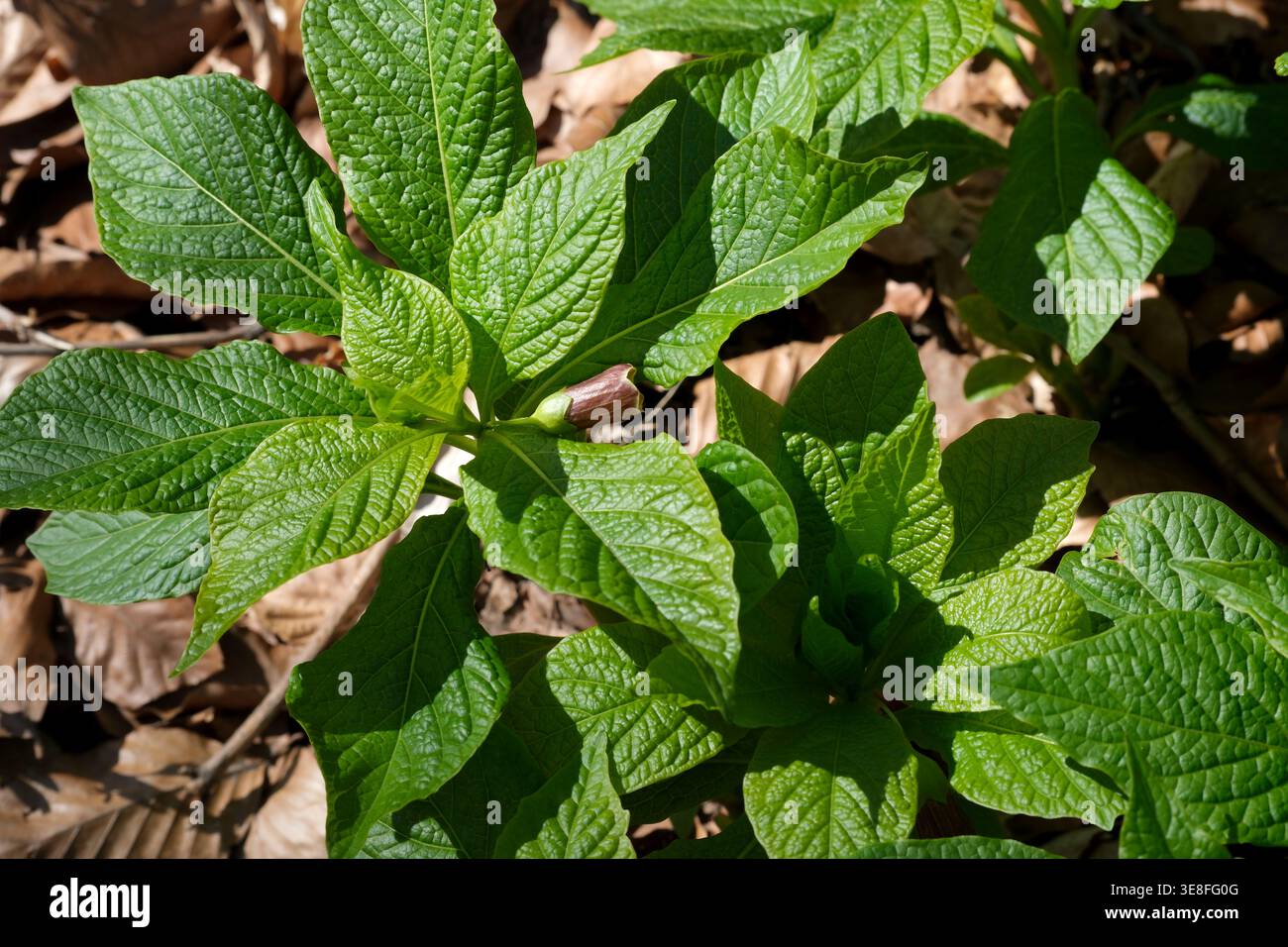 Üppig grüne Blätter erstrecken sich in einer ruhigen Waldlandschaft in Richtung Sonnenlicht. Stockfoto