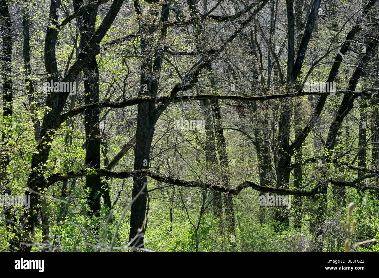 Hellgrüne Blätter brechen hervor, während sich Äste in einem ruhigen Wald erstrecken. Stockfoto