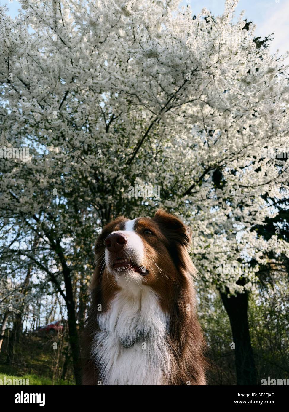 Nahaufnahme eines Australian Shepherd unter einem Kirschpflaumenblütenbaum. Weiches natürliches Licht und Frühlingsblumen schaffen eine ruhige Atmosphäre und saisonale Stimmung Stockfoto