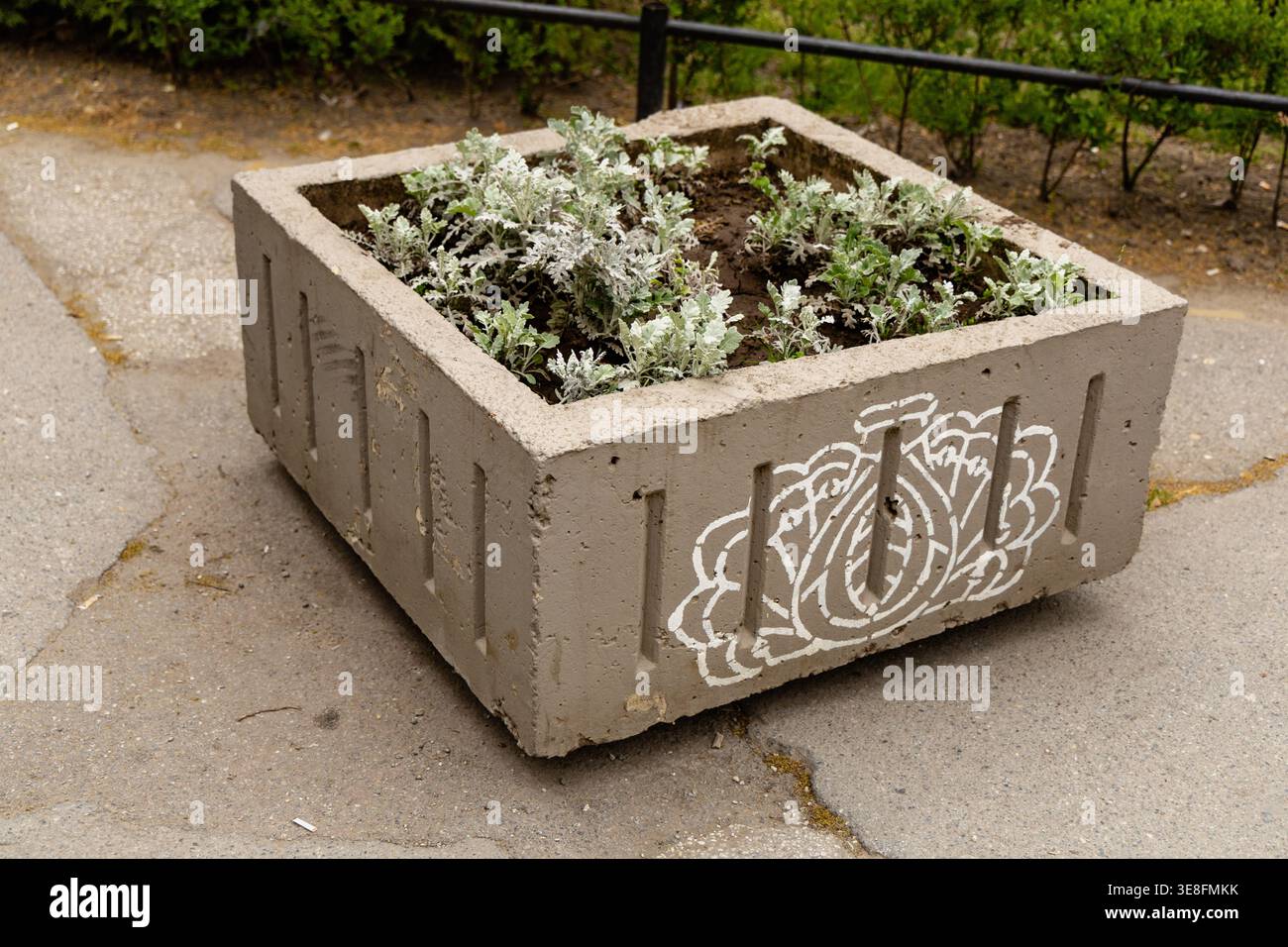 Betontopf Box Street Ornamental Laub Display Stockfoto