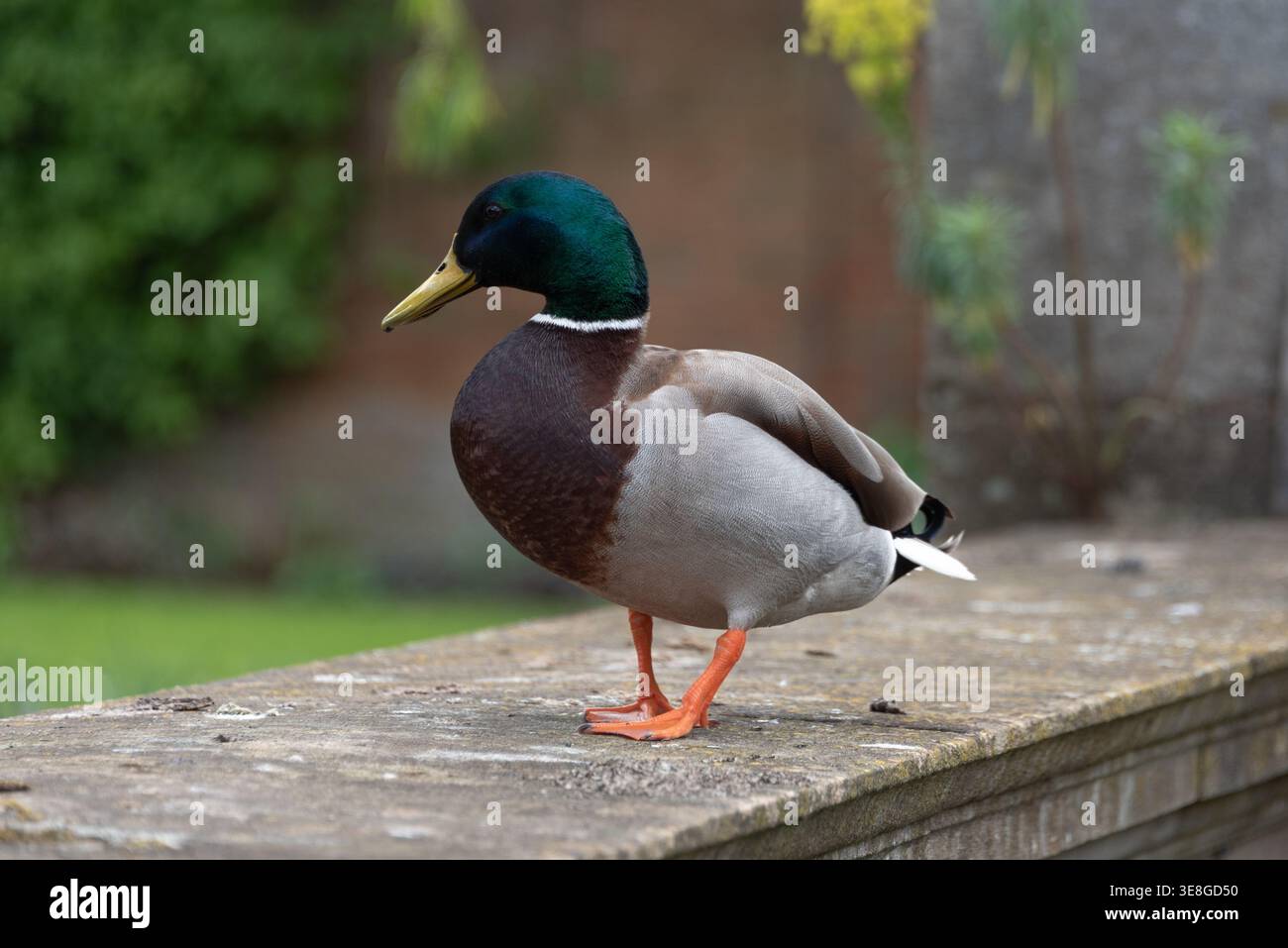 Eine isolierte Ansicht eines Mallard drake (Anas platyrhynchos), männliche Ente, Oxford, Großbritannien Stockfoto