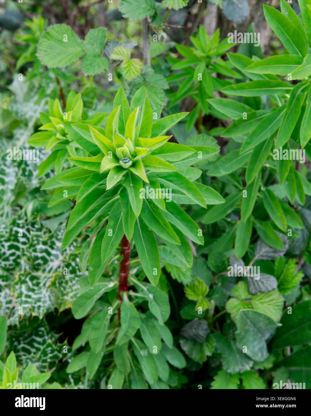 Balkanspurge (Euphorbia oblongata) Pflanze im Garten, Nahaufnahme Stockfoto
