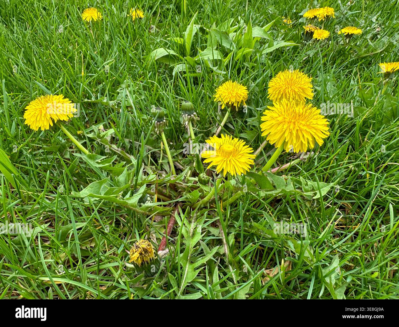 Löwenzahn-Unkraut wächst im Frühjahr auf einem grünen Rasen Stockfoto