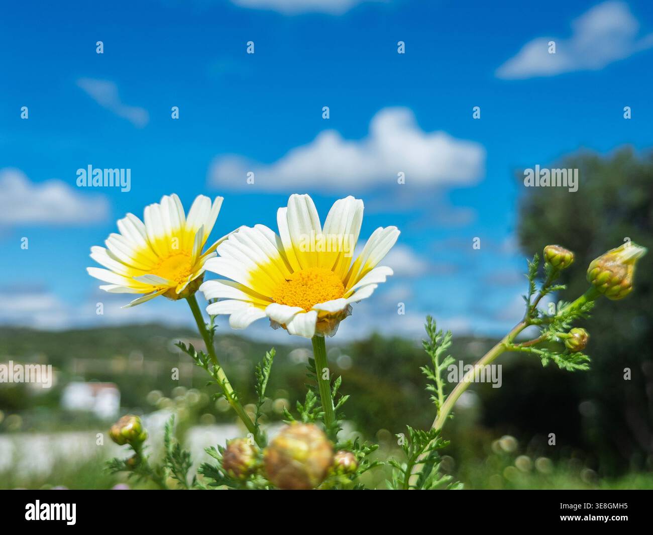 Nahaufnahme von Kronenblüten, die unter einem klaren blauen Himmel mit weißen Wolken in einer ländlichen Mittelmeerlandschaft in portugal blühen - Smartphone-aufgenommenes Stockfoto