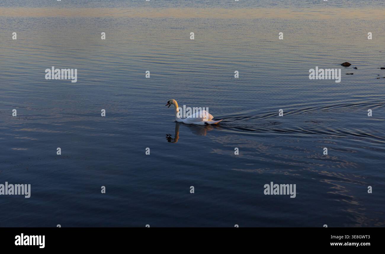 Weißer Schwan, der bei Sonnenaufgang auf ruhigem Wasser gleitet. Ruhige natürliche Szene mit sanftem Morgenlicht und Reflexionen. Stockfoto