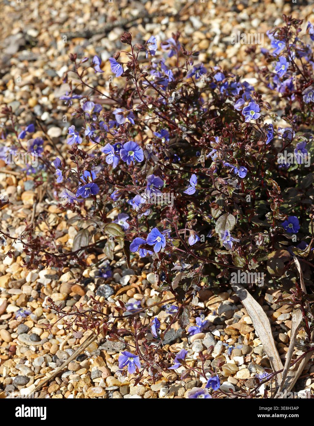 Kriechende pflanze -Fotos und -Bildmaterial in hoher Auflsung  Alamy