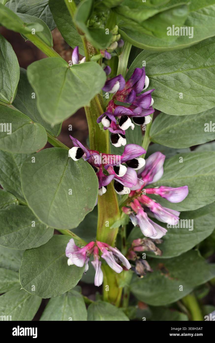 Breite Bohnenblüten „Aquadulce Claudia“, Vicia faba, Fabaceae. UK. Vicia faba, auch bekannt als die breite Bohne, Favabohne oder Fabababohne, ist eine Art Stockfoto
