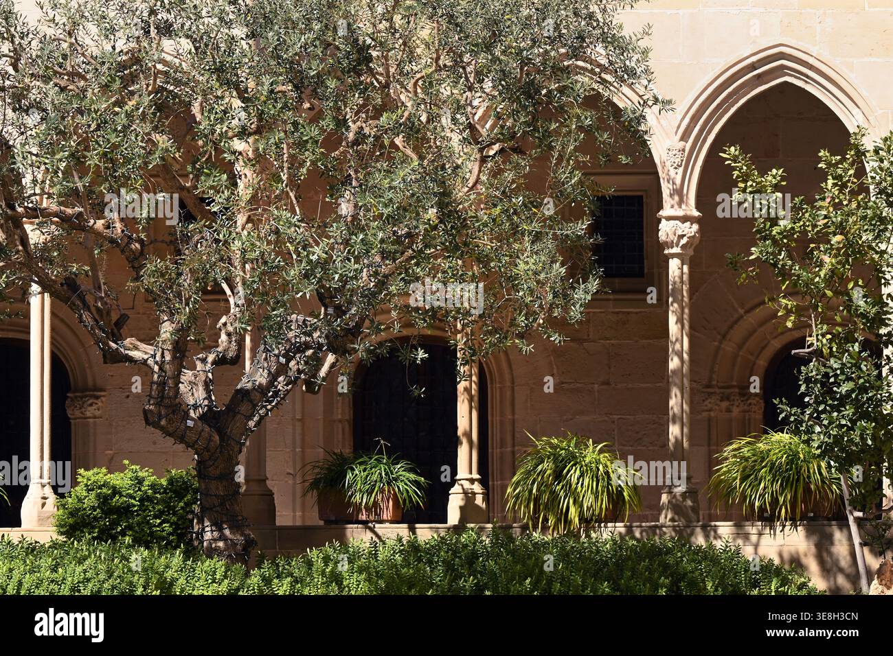 Sonnendurchfluteter Innenhof des Klosters Montserrat mit Steinbögen und Säulen, Olivenbaum, Topfpflanzen und schattigen Gehwegen, im Kloster Montserrat, Katalonien, Spanien Stockfoto